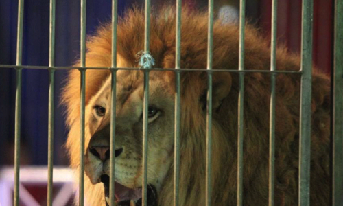 Sauvons le deuxième lion du cirque Buffalo Circus de l'euthanasie !