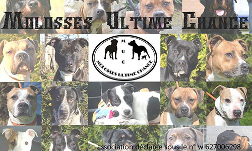 Pour la destitution de M. Pedowski de son poste de suppléant pour les législatives