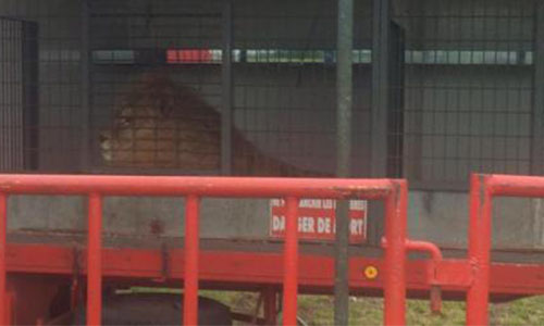 Pour l'interdiction d'euthanasie du lion du Cirque Buffalo suite à l'attaque sur un dompteur