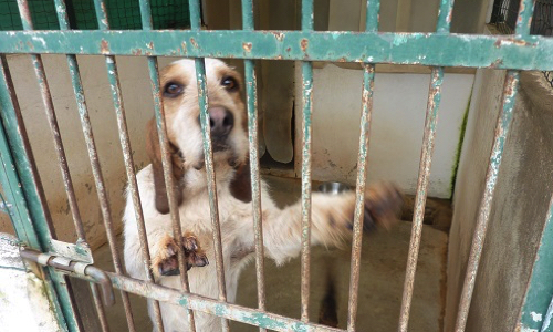 Justice pour les chiens et chats tués à la Spa de Pau de 2010 à 2013