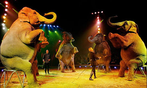 Pour le maintien des animaux dans les cirques