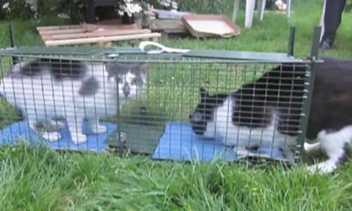 Contre le piégeage illégal des chats