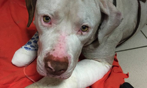 Justice pour PACO, victime de cruauté humaine