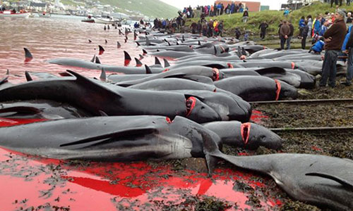 Stop the dolphin slaughter in the Feroe Island !