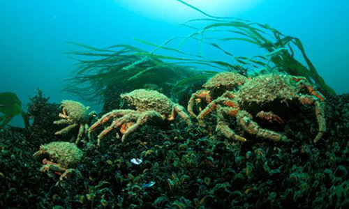 Relâchons les crustacés en milieu naturel !