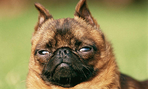 Refus de l'homologation du titre de champion de France à un chien à titre initial