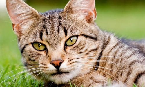 Contre le piégeage des chats à Jumel