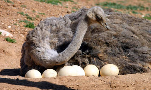 Votons contre les sacs en peau d'autruche