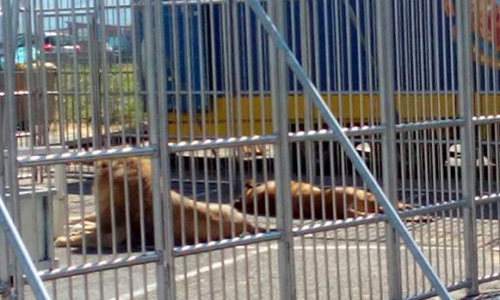 Oui aux cirques sans animaux à Annecy !