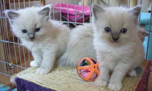 Interdire les particuliers de donner des chatons sans passer par une association pour un contrat de suivi et de mise en règle.