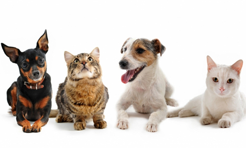 Monsieur Le Président, prenez position envers la protection animale