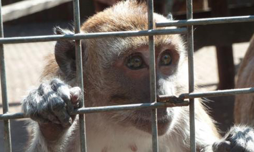 Demande en justice pour le massacre des singes de Labenne