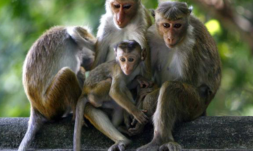 Nous réclamons une enquête indépendante en faveur des 150 primates euthanasiés arbitrairement !