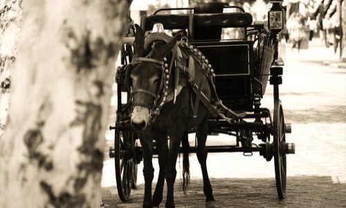 Contre la souffrance des chevaux de Bruges !