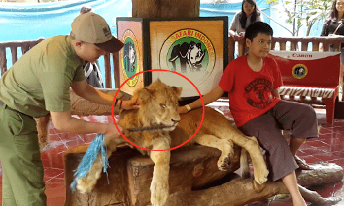 Stop aux photos avec les lions, drogués et maltraités, à l'étranger ou dans les zoos !