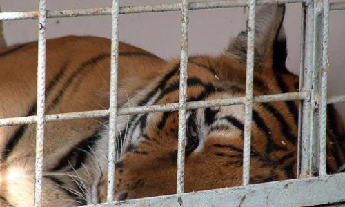 Stop au cirque avec animaux sauvages !