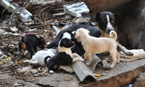 Pour le sauvetage d'une vingtaine de chiens