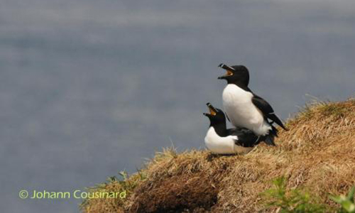 Contre le projet d'Usine à déchets dangereux IndaChlor, Halte espèces menacées à Dunkerque !