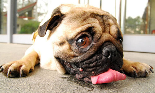 Pour la protection animale dans les magasins !