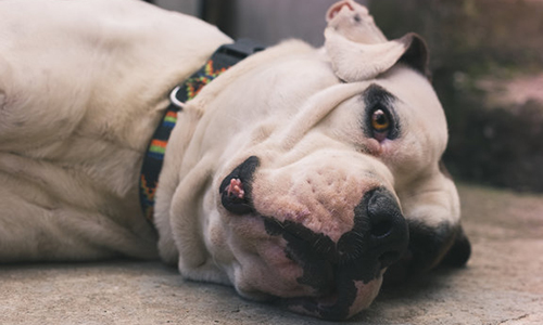 Chiens en vitrine d'animalerie : chaleur étouffante,  puanteur, pas d'eau, pas de clim !