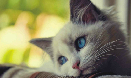 Justice pour un chat torturé à Draguignan en plein centre ville qui a succombé à ses blessures