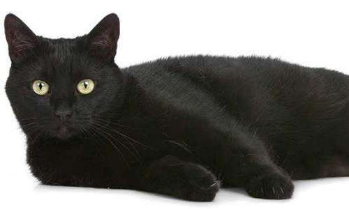 Pour que Tigrou puisse rester dans les locaux de la fac en journée !