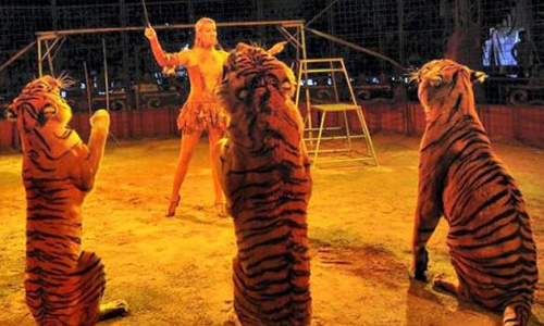 Le cirque classique et traditionnel, c'est AVEC des animaux