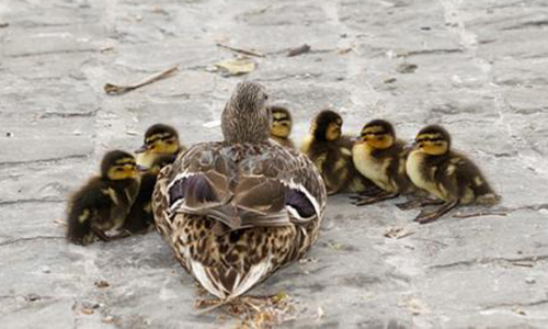 Maltraitance canetons, canards du bassin du jardin du centre commercial de la Caserne de Bonne à Grenoble