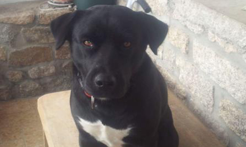 Contre l'euthanasie de Kira