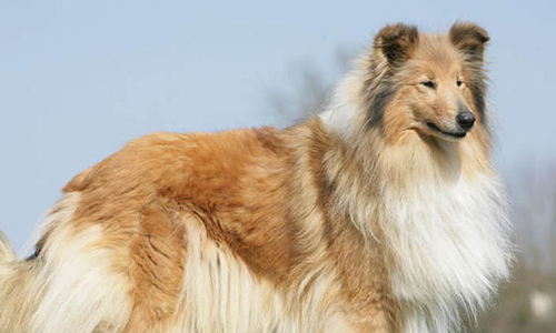 Aidez ce couple à adopter un colley