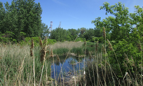 Réhabilitons le ruisseau Molson !