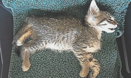 Saint Pierre la Mer : Une hécatombe de Chats empoisonnés (Aude)