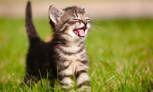 Pour la création d'un secrétariat d'Etat à la condition animale