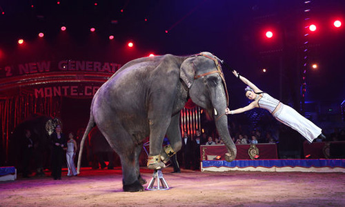Pour l'interdiction des cirques avec animaux sur la commune de Saint Maximin St Baume
