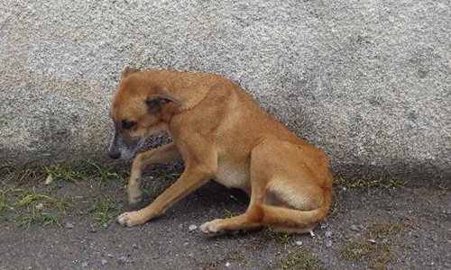 Pour que justice soit faite contre les personnes qui ont maltraité leur chien !