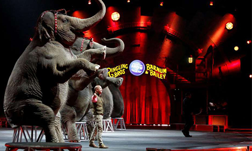 Pour des cirques sans animaux