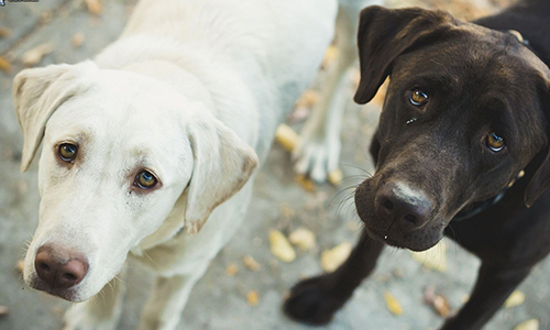 Sauvez Loula et Momo