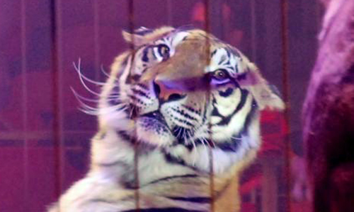 Pour l'autorisation de l'installation des Cirques traditionnels avec animaux à Honfleur