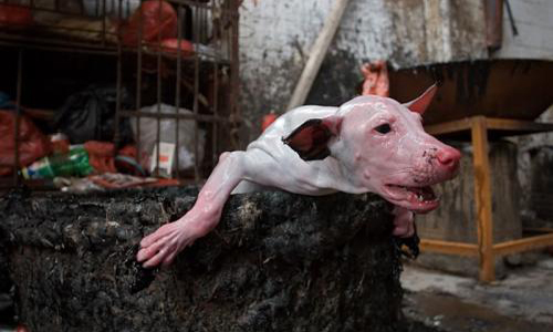 Tous unis pour chaîne mondiale contre le génocide animal !