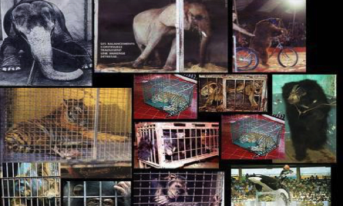 Les Ulis : Ne plus jamais accueillir de cirques avec animaux