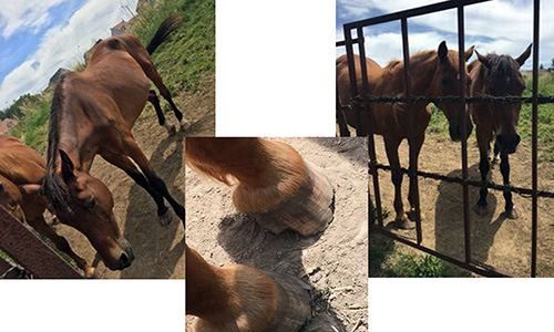 Amélioration des conditions des 2 chevaux de Noiseau