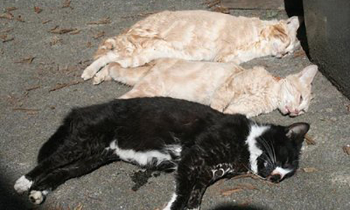 Des chattes et des chatons empoisonnés et disparus à Champs-sur-Marne (77)