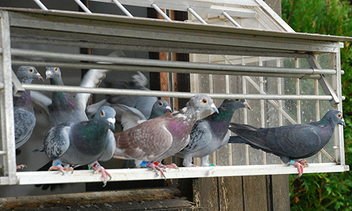 Non à la démolition du colombier !