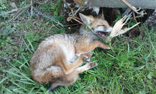 Non aux piégeages des renards !
