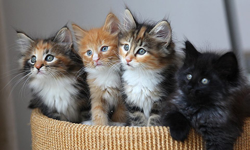 Des chattes et des chatons errants en détresse !