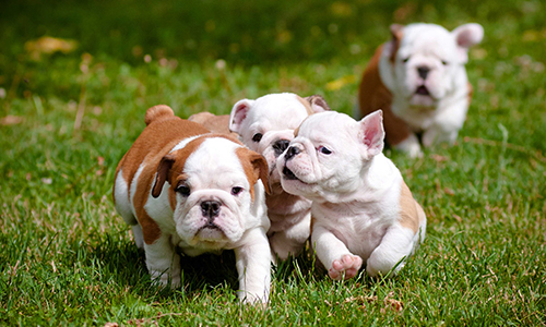 Pour l'aménagement d'un parc canin à Petite-Patrie