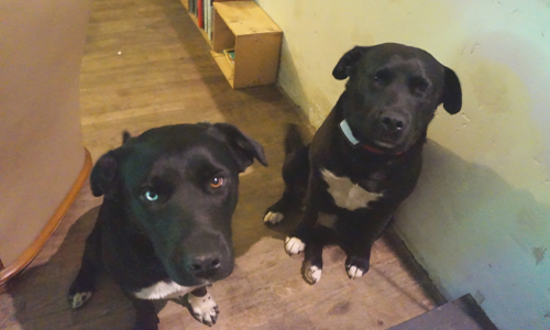 Sauvez Loula, fille de Kira euthanasié injustement