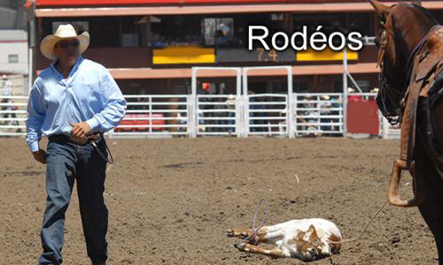 Rodéos : torturer les animaux pour le plaisir !