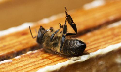 Démission : selon le ministre de l'Agriculture Stéphane Travert, la France doit revenir sur l'interdiction des pesticides tueurs d'abeilles !