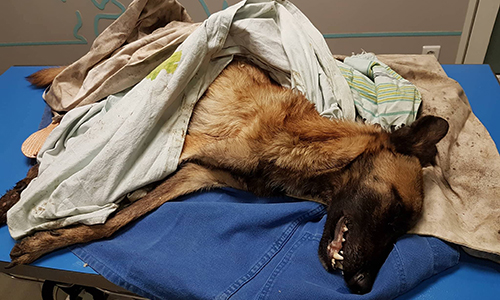 Angel, 6 mois, mort famélique, dénutri et déshydraté (FR/EN/DE/ES)